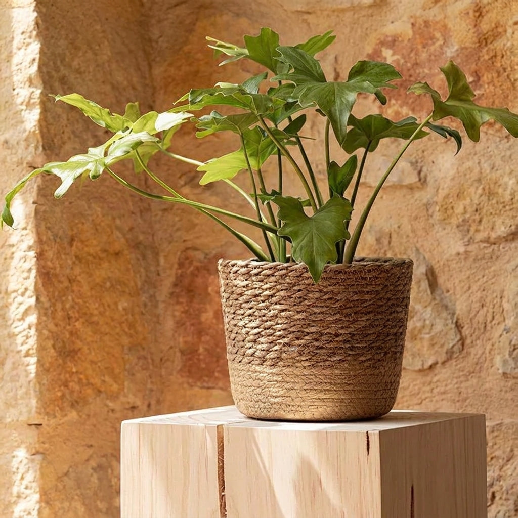 Stylish Flower Pot for Home Decor– Easy Plant Care Solution